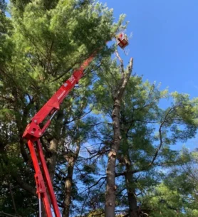 Professional-Tree-Service-adv-4-1920w
