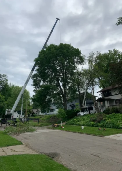 Professional-Tree-Service-adv-5-1920w