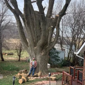 Tree-Service-adv-1920w (1)