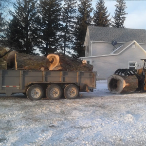 tree removal and cleanup2